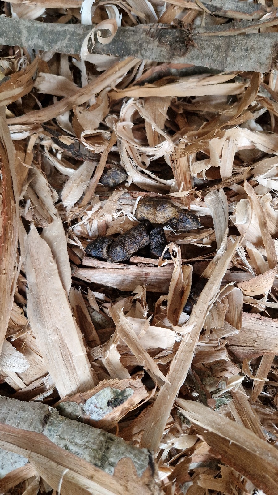 Sustainable Craftsmanship: The role of Sweet Chestnut in our bespoke play structures